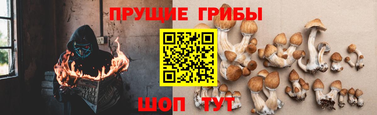 Псилоцибиновые грибы Psilocybine cubensis Новоалтайск
